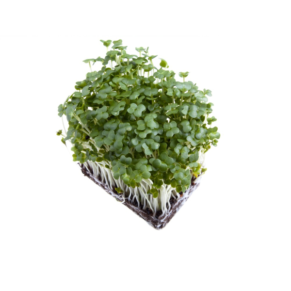 Cress Punnet - (Individual)