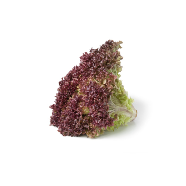 Lettuce Lollo Rosso - (Individual)