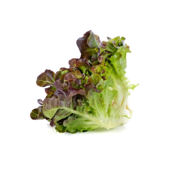 Lettuce Oak Leaf - (Individual)