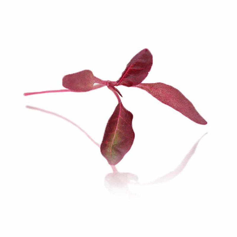 Micro Red Amaranth - (Punnet)