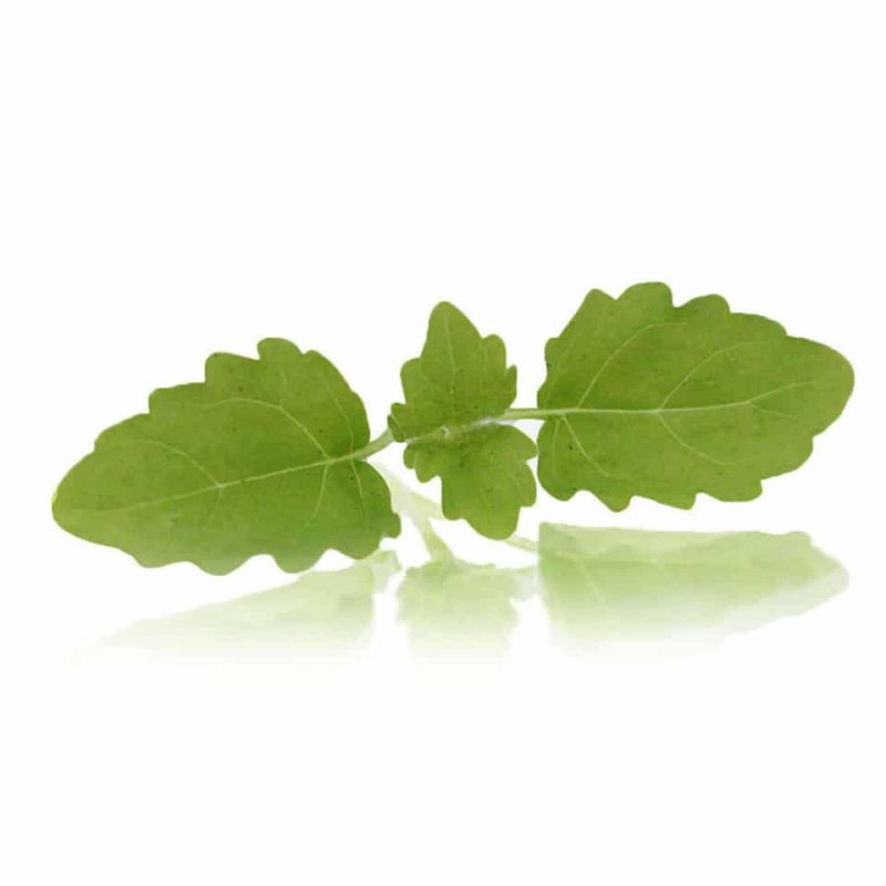 Micro Lemon Balm - (Punnet)