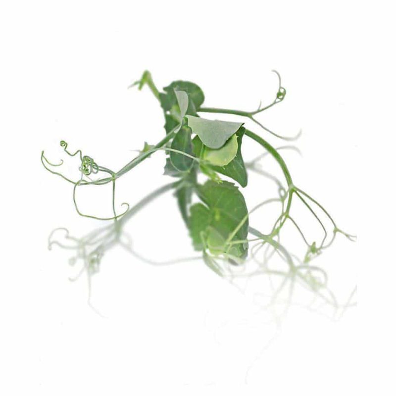 Micro Peashoot Tendril Cut - (Bag)